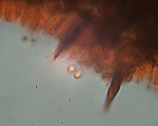 Un giretto tra le quercie